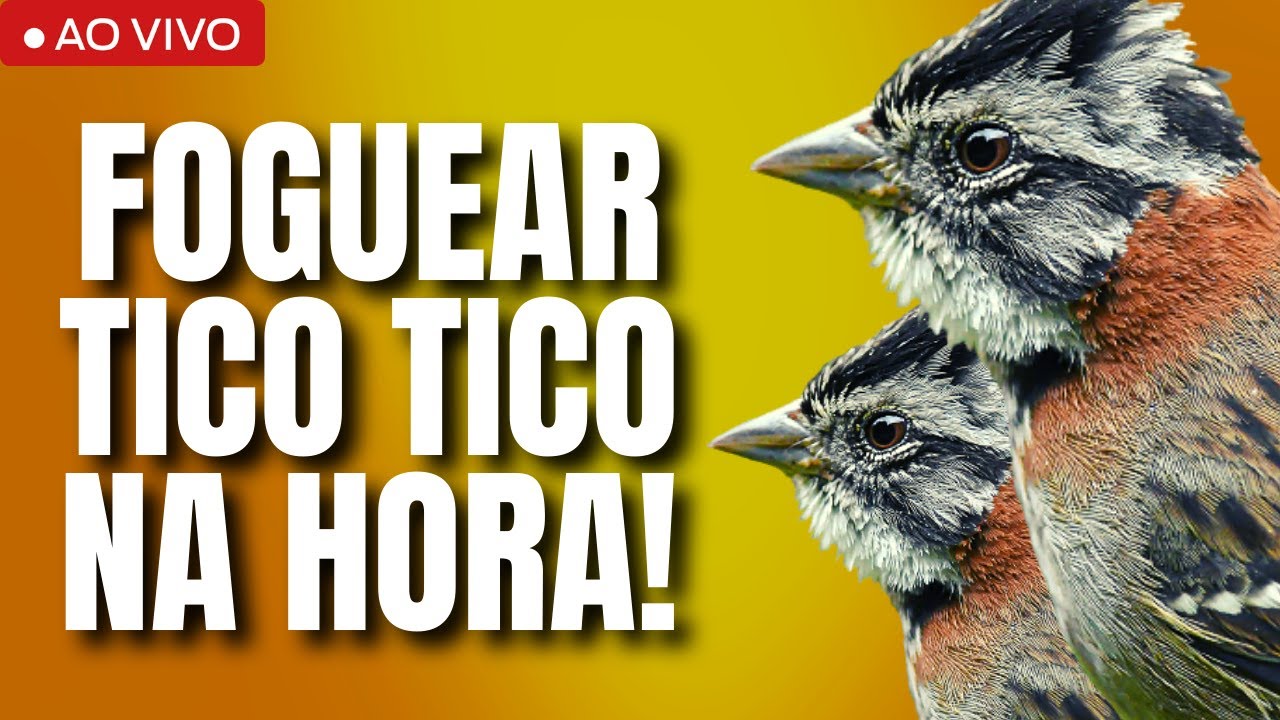 melhor-enquenta-de-tico-tico-treinamento-com-f-mea-de-tico-tico-foguear