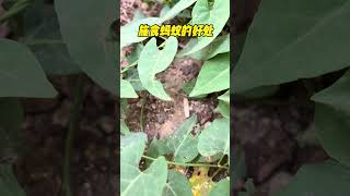情商 #认知 #思维 #格局