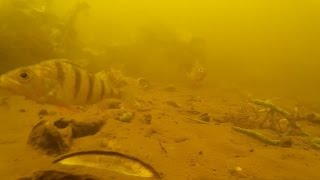 Подводное видео,  Северский донец