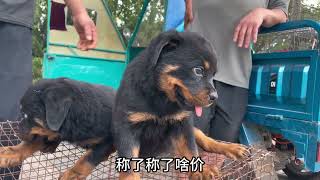 成年100多斤的精品红狼，看家护院的大型犬之一，小狗真漂亮