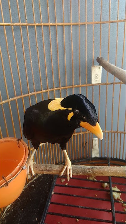 NGAJARIN BURUNG BEO BELAJAR KOSAKATA BICARA #shorts