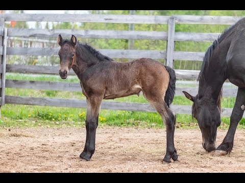 Lagene Furious Lilas 2025 