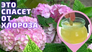 Борьба с Серьезным ХЛОРОЗОМ ГОРТЕНЗИИ. Мои цветы.