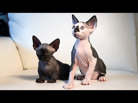 New Cat Breeds: Meet the Hairless SphynxieBob And BamBob
