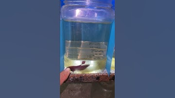 Những bạn cá xiêm 15k