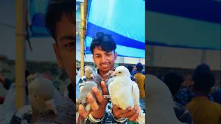 পানির দামে দেশি কবুতর কিনলাম কাটাখালি হাট থেকে! 🕊️ 💥 #PigeonMarket #BirdMarket #AmazingFacts