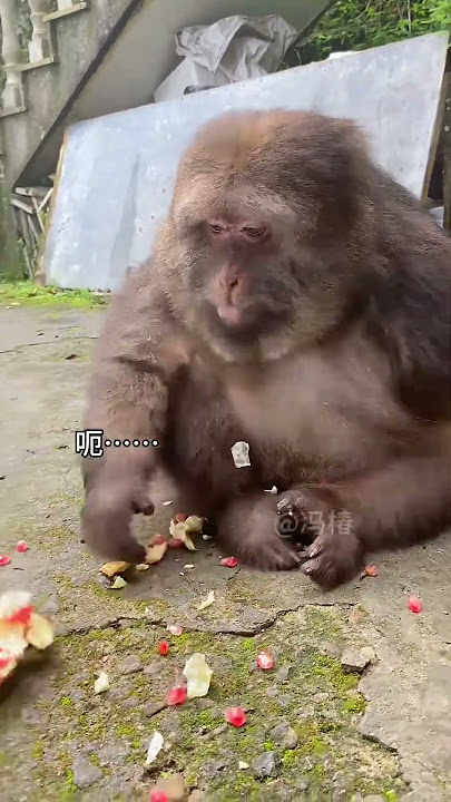Hello! Hi  my name is Feng Chun and my monkey is Xingxing. New friends  please don't get confused.