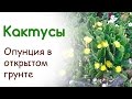 Кактусы в цветнике. Опунция и эхинопсис украшают альпинарий