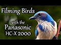 Filming Birds with the Panasonic HC-X2000