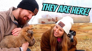 Are We Regretting This?… (First 24 Hours With Goats)