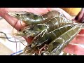 How To Use LIVE SHRIMP (Shallow Water Rigging, Retrieving, & Best Spots)