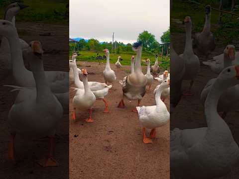 Geese Begging For Their Meal Goose Viral Shorts Cute