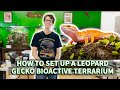 How to set up a Leopard gecko BioActive terrarium