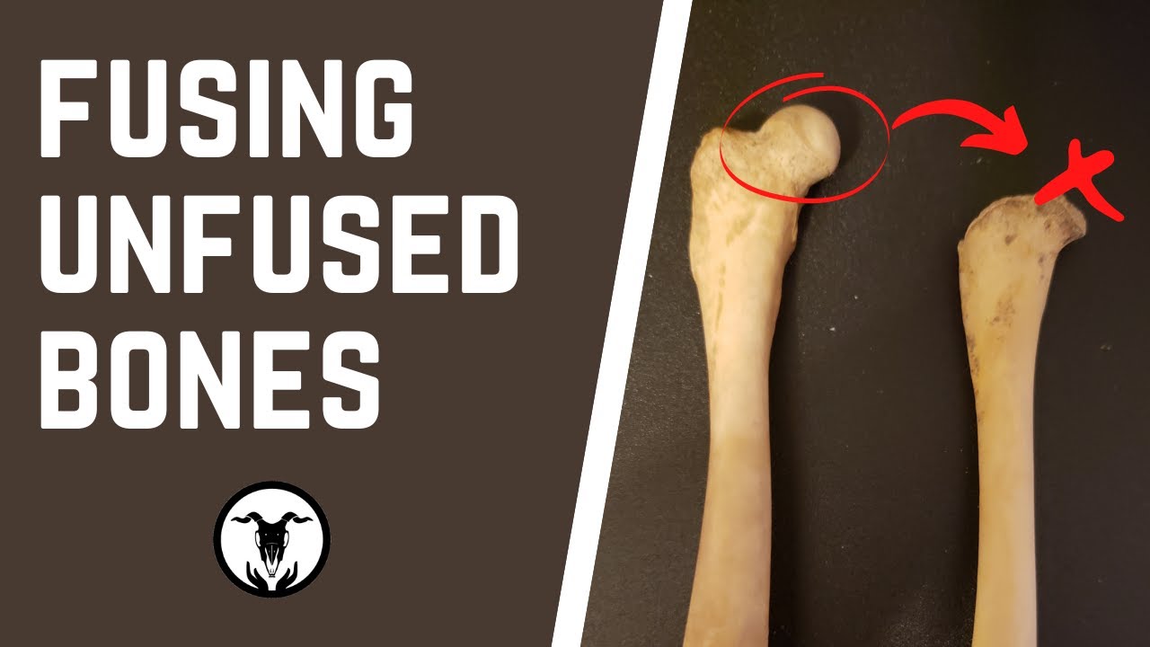 Fusing Unfused Bones? How I Deal with Juvenile Animal Bones YouTube