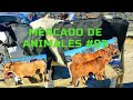 MERCADO DE ANIMALES #3 - PLAZA EL MORALILLO #TEPEXIDERODRIGUEZ  #PLAZAELMORALILLO