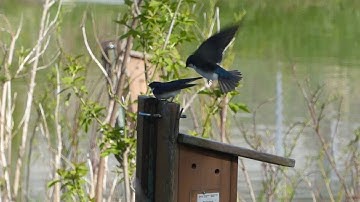 Tree Swallows - mating