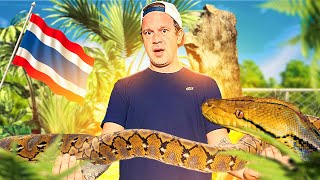 ON INSTALLE UN PYTHON GEANT DANS UN SET-UP XXL ! 🐍 (feat : ​⁠@Chrisweeet)