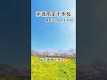 赤城南面千本桜桜が満開です🌸撮影日2026.4.8 #群馬県 #桜 #千本桜 #満開 #満開の桜