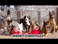【ディナー】動物たちのクリスマス【ご招待】