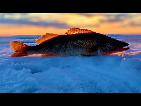 2110 Mar 11/2021 – This week we start on the big water of Saginaw Bay chasing Walleye! We also have a great women’s Pheasant hunt and a good Walleye recipe as well!