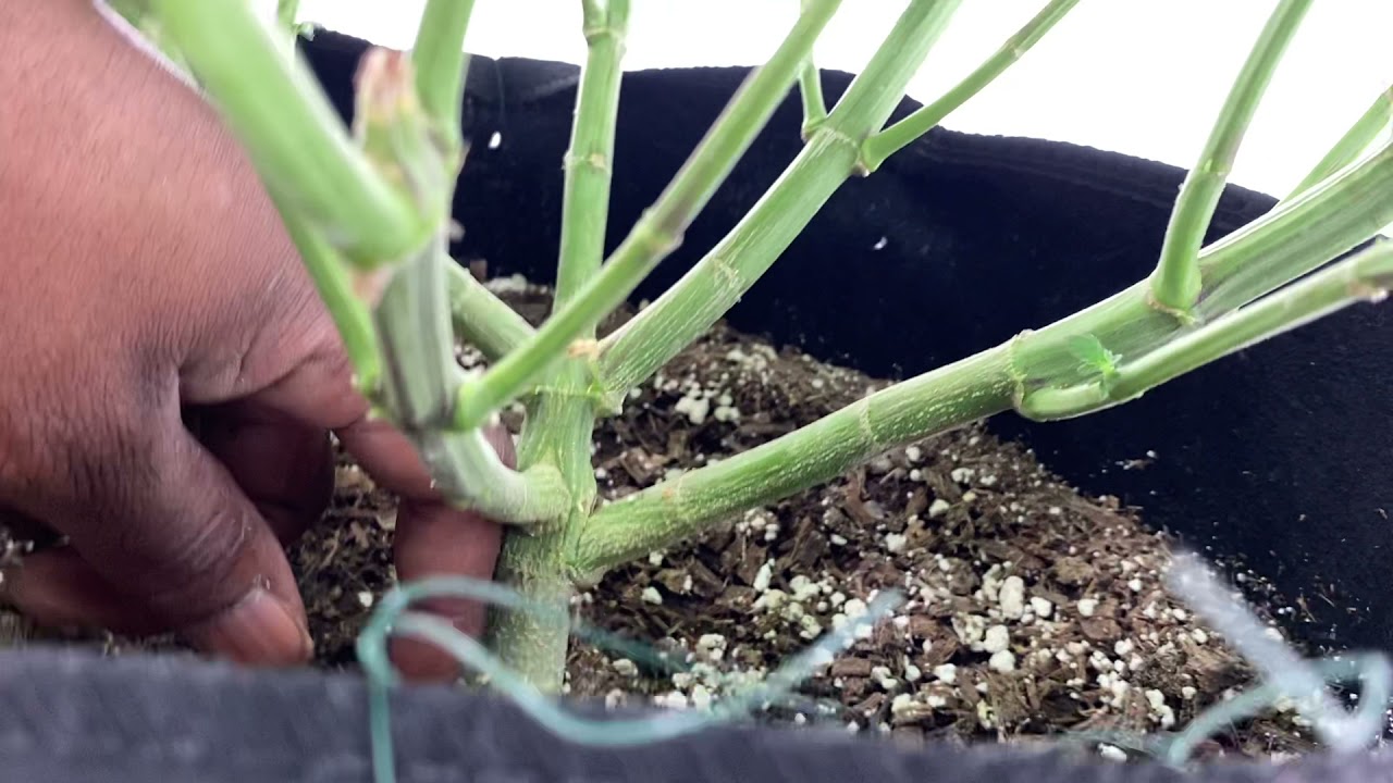 Elev8seeds Apple Candie & Runtz Puncher week one day two flower