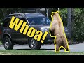 Bear stands up watches people in car