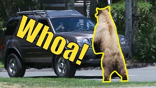 Bear Stands Up Watches People in Car