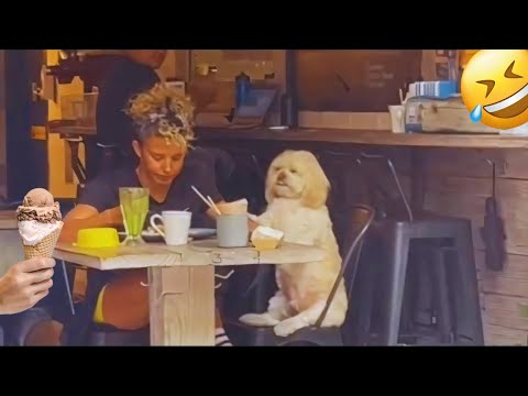 I dare you not to LAUGH at these FUNNY DOGS 😁🦮 - Best Funny Animals Videos 2025 #10