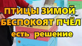 Птицы зимой беспокоят пчёл. Есть решение!