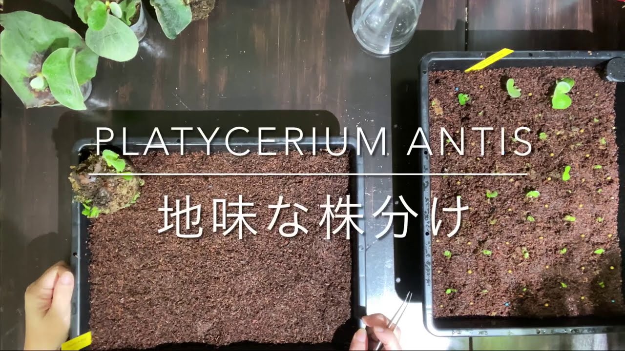 ビカクシダ アンティスの超蜜な株分け ソーシャルディスタンスを守る