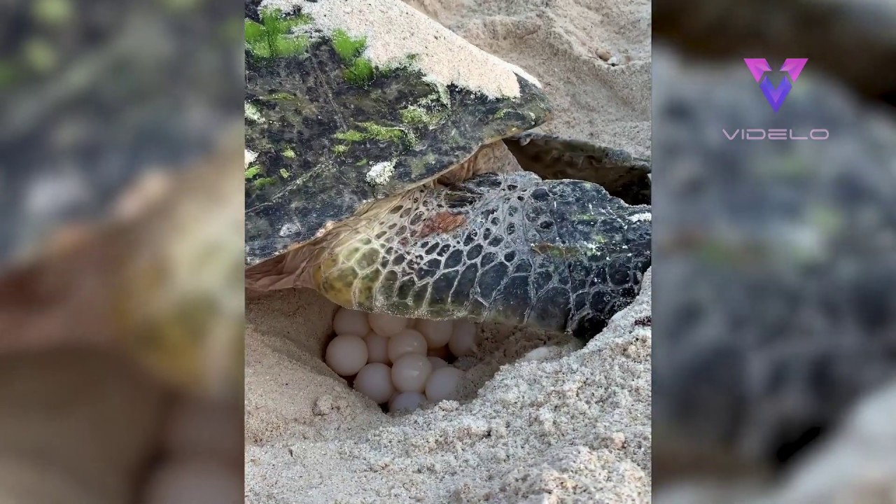 Una tortuga marina pone huevos en su nido - YouTube
