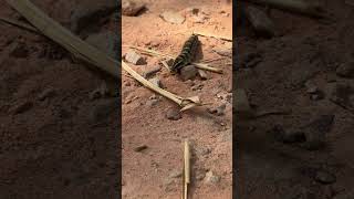 #forest #forestsounds #forestlife #insects #insect #insectsvideo #shots #viralshorts #viralvideo