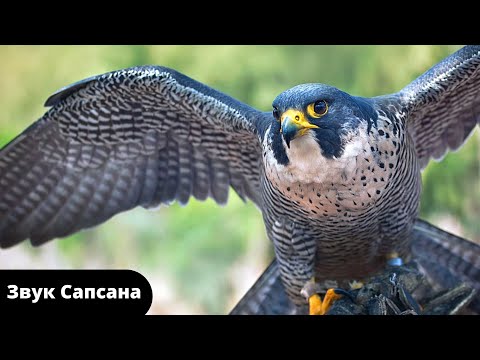 Звуки животных для