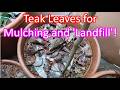 Teak Leaves for Mulching and 'Landfill'!