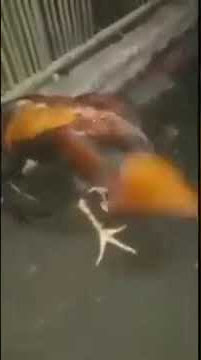 Ayam Head Banging.. Rock metal