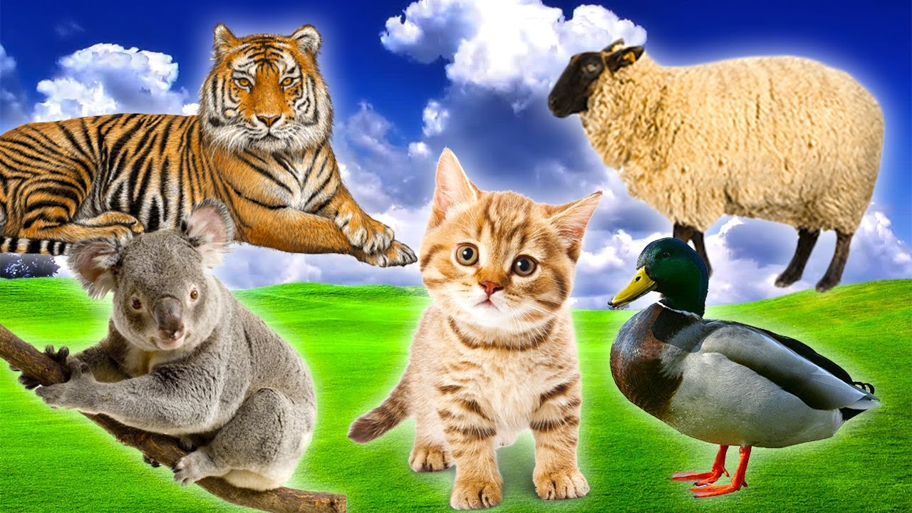 Distinguishing terrestrial animals Koala, Sheep, Tiger, Cat, Duck