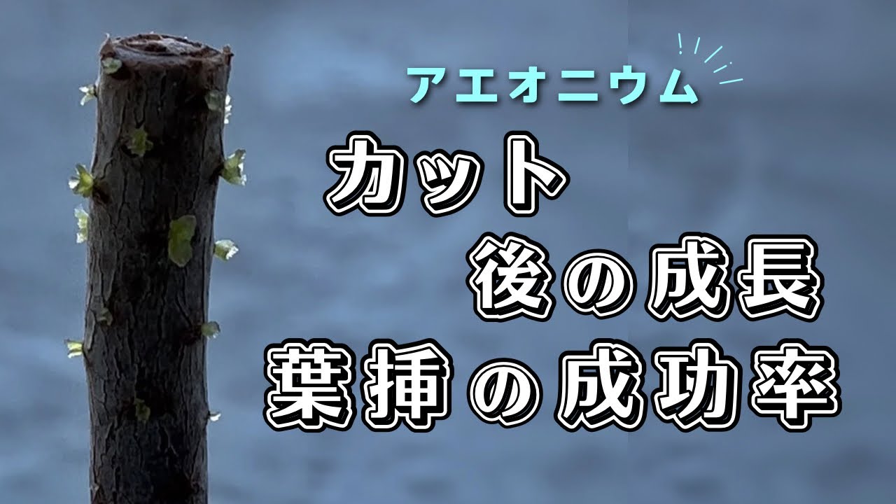 345 アエオニウムのカット後の成長と葉挿しの成功率【 多肉植物