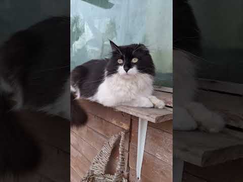 Видео: У кота Кузи похолодало черёмуха зацвела #cat #кошки #кот #домашниеживотные