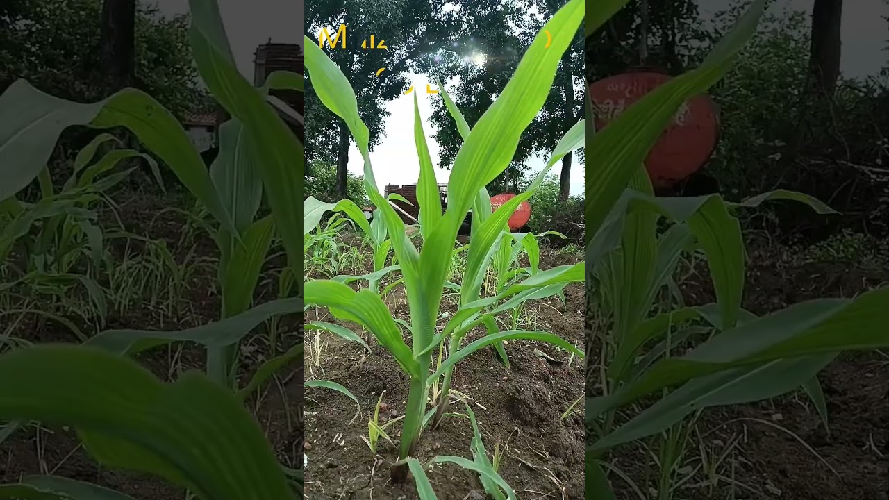 Maize 🌽 Crop Growth Part 1 