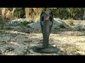 Anaconda snake moviehorrorstories horrorstoryfilm