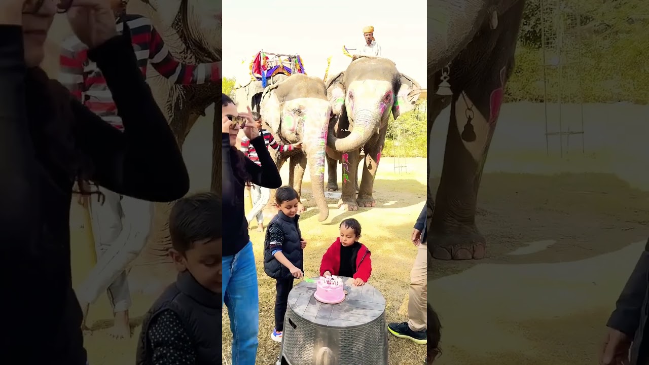 😱😱😱birthday celebration activity with elephant fun park #shorts