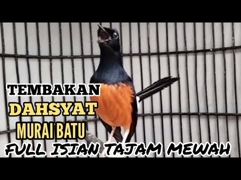 Tembakan Dahsyat Murai Batu ||| Full Isian tajam Kasar Super MEWAH .