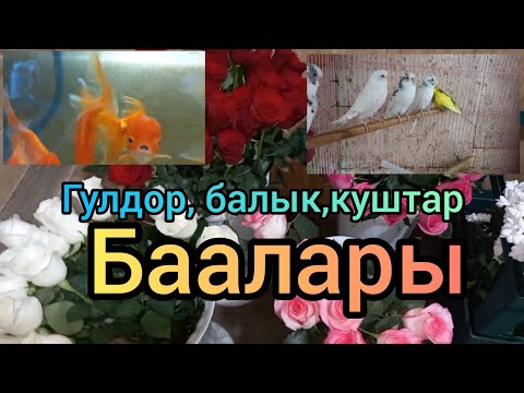 Video: Кандай айбанаттар, балыктар жана канаттуулар эң жакшы көрүшөт