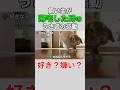 あなたが帰宅した時の態度でわかるうさぎとの関係