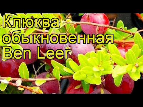 Клюква обыкновенная Бен Лир. Краткий обзор, описание характеристик vaccinium macrocarpon Ben Leer