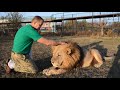 Вот так ветеринары забирают у наших львов  еду !