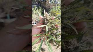 LA Kush Cake x Chocolate mint og. : Bangrak Farm