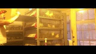 How Long Will It Take To Clean Five Baby  Brooders?It's a Poop poop Race ! screenshot 5