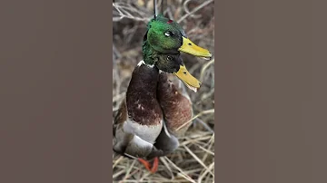 Duck hunting in the fog is TRIPPY!! #shorts #benelli #migra