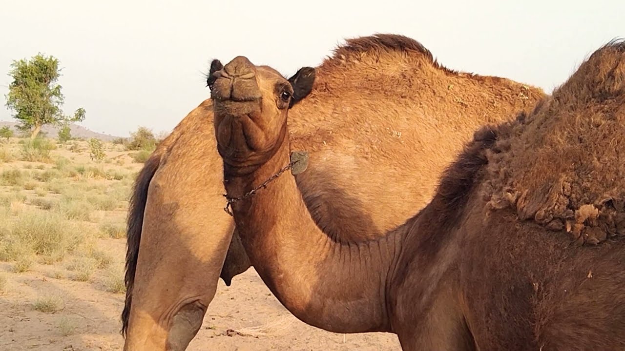 Camel by Camel At Camel Farm|Beautiful Camel video |جميل جمل دونسي فيديو|تزاوج الحمير
